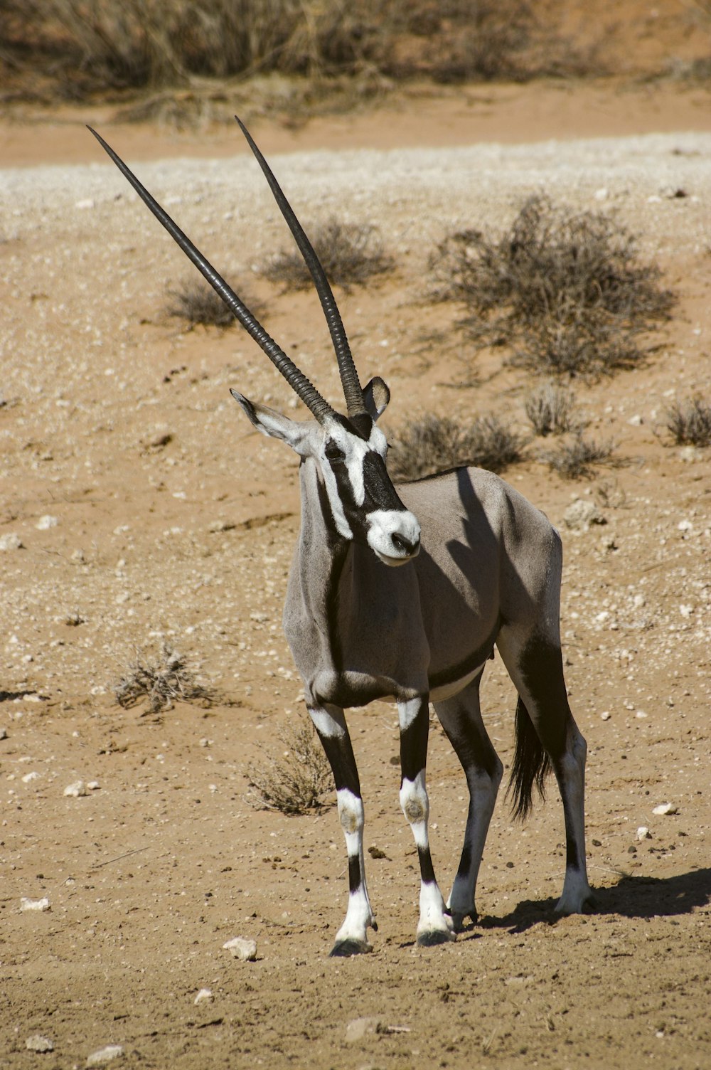 an antelope standing in the middle of the desert