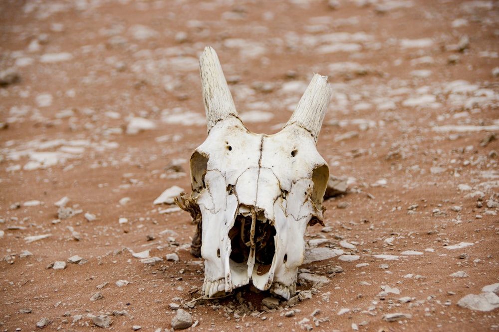 a white animal skull laying on top of a dirt field