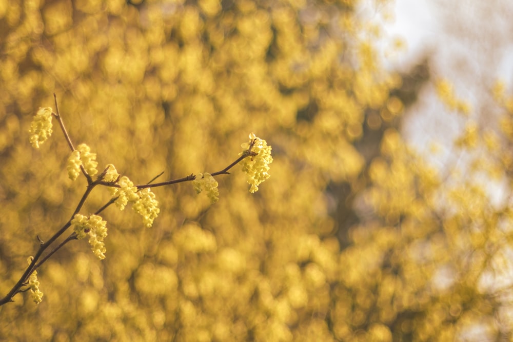 a close up of a tree with yellow leaves