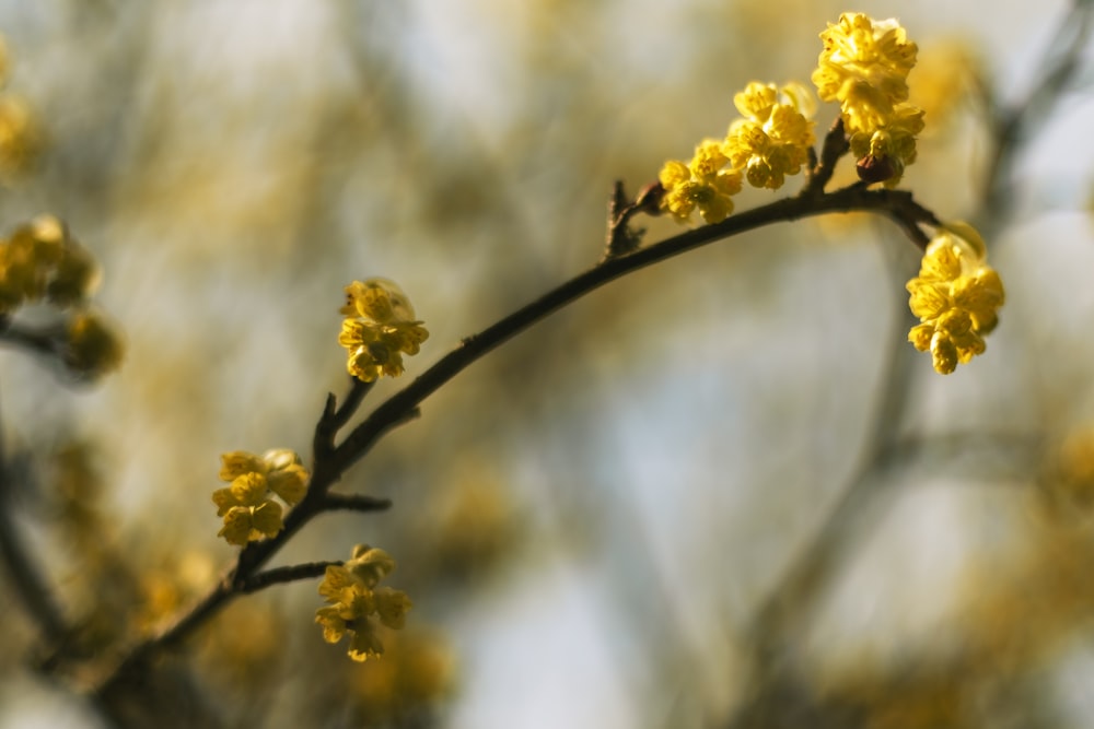a close up of a yellow flower on a tree branch