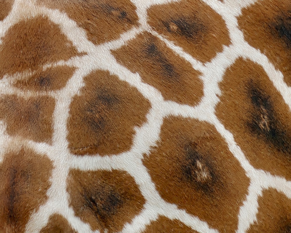 a close up of a giraffe's head and neck