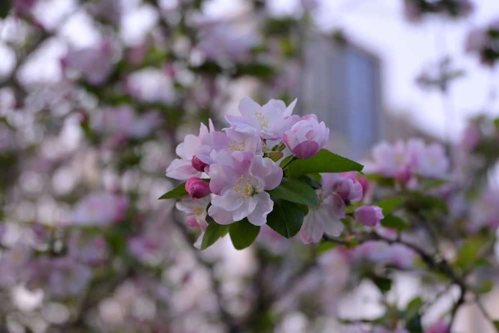 a bunch of flowers that are on a tree