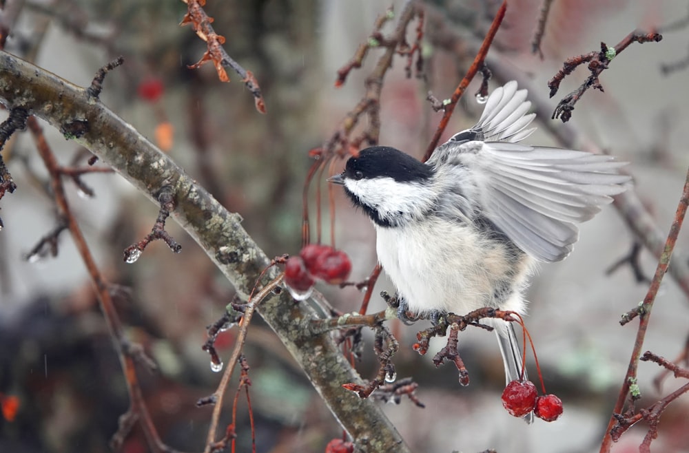 a small bird perched on a branch of a tree