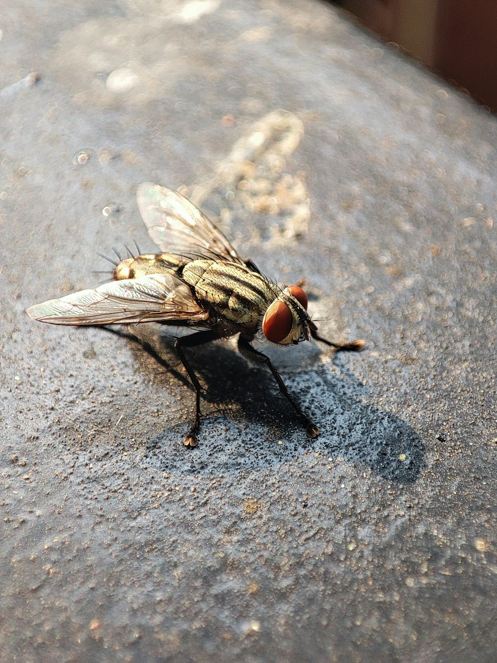 Un primer plano de una mosca en una superficie de cemento
