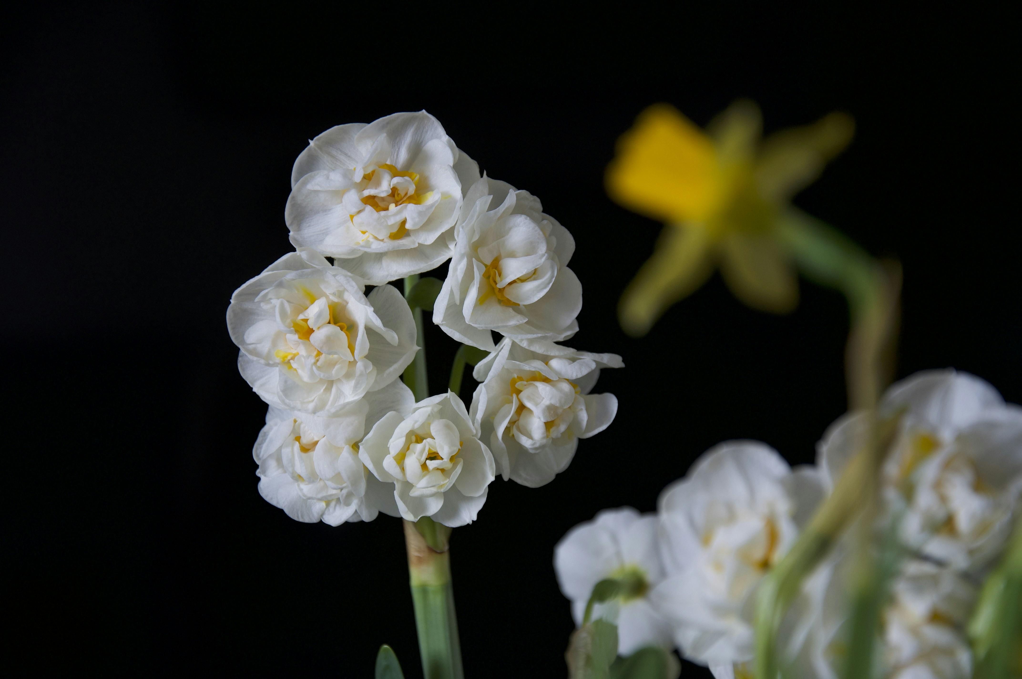 Some spring flowers on a dark background