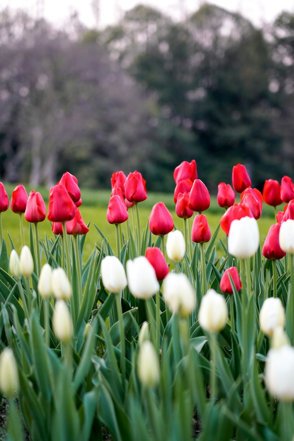 a field full of red and white tulips