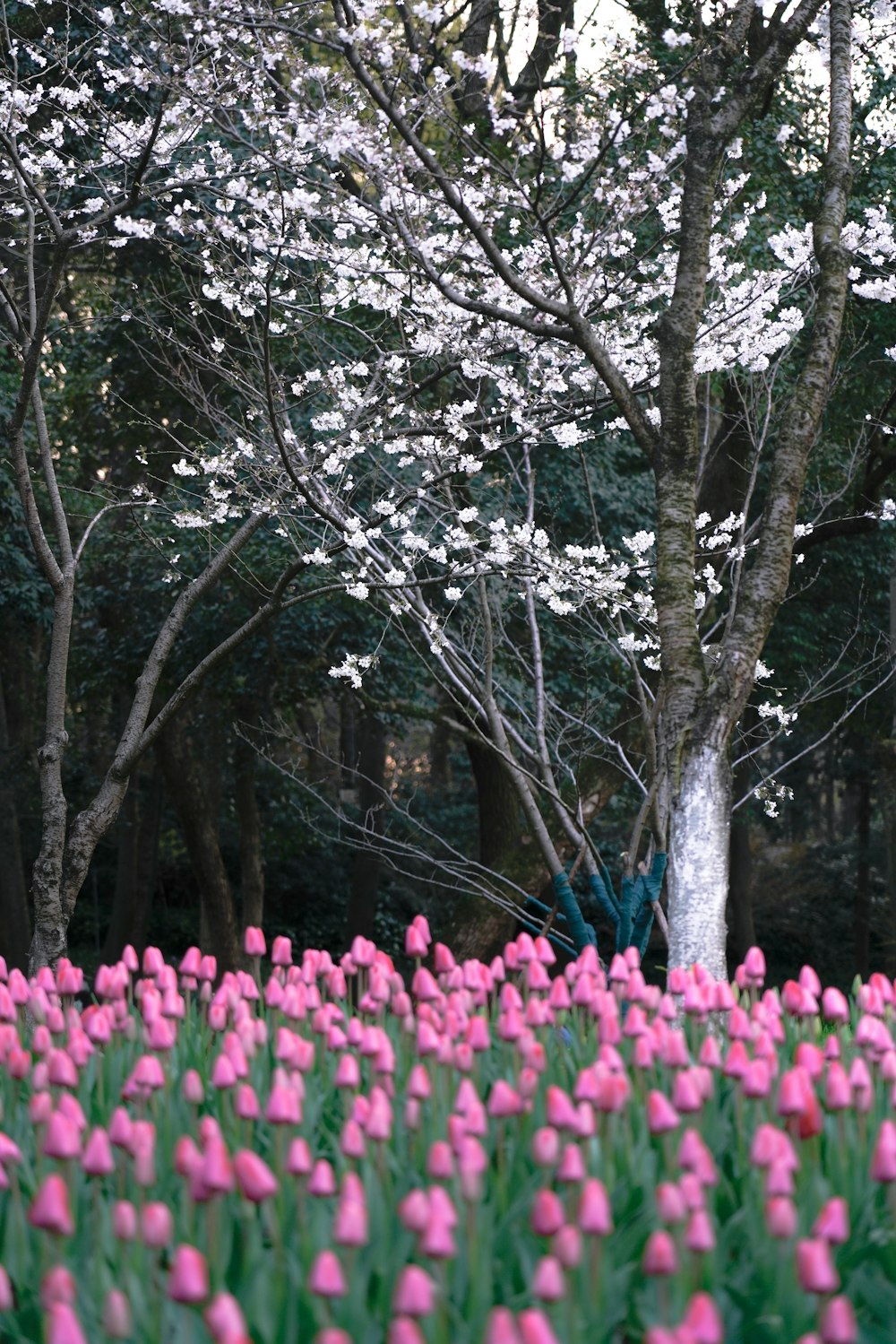 a field full of pink flowers next to a tree