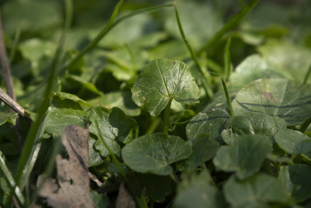 a close up of a green plant with leaves