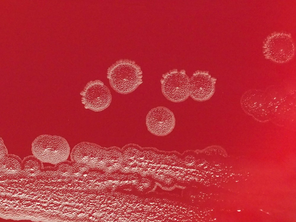 a close up of a red background with white circles