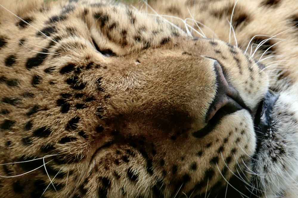 a close up of a cat sleeping on its side
