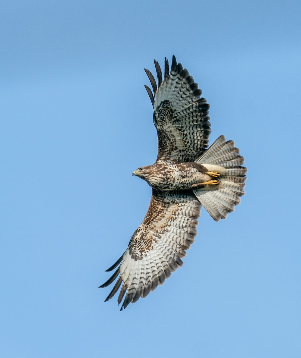 a large bird flying through a blue sky