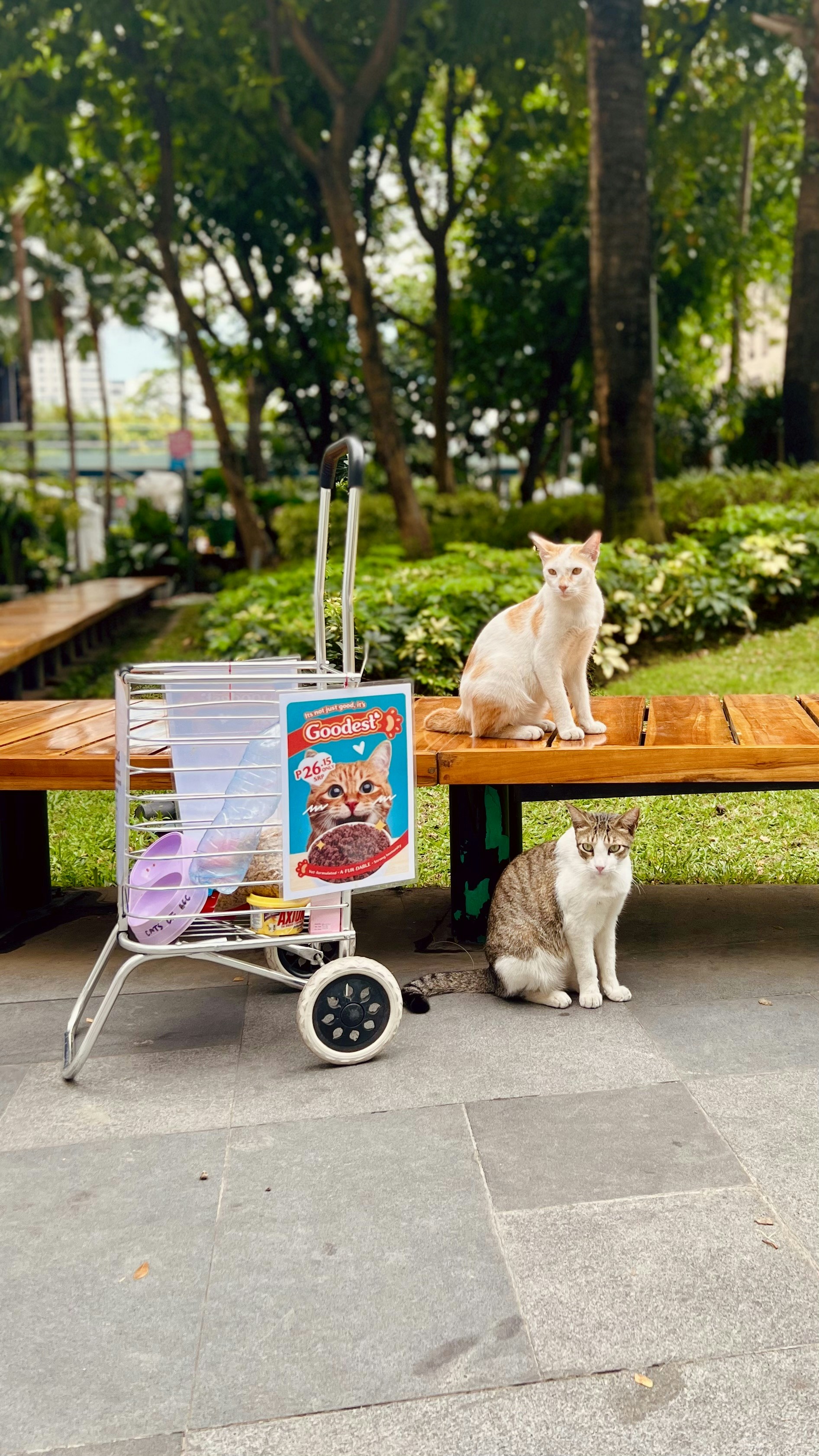 a couple of cats sitting on top of a wooden bench