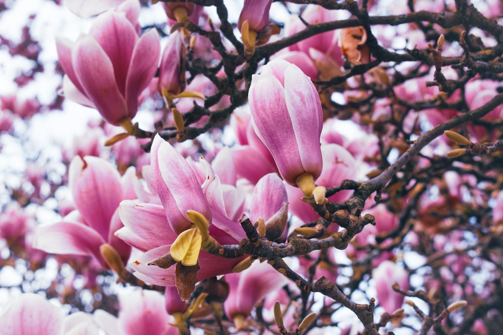 a tree filled with lots of pink flowers