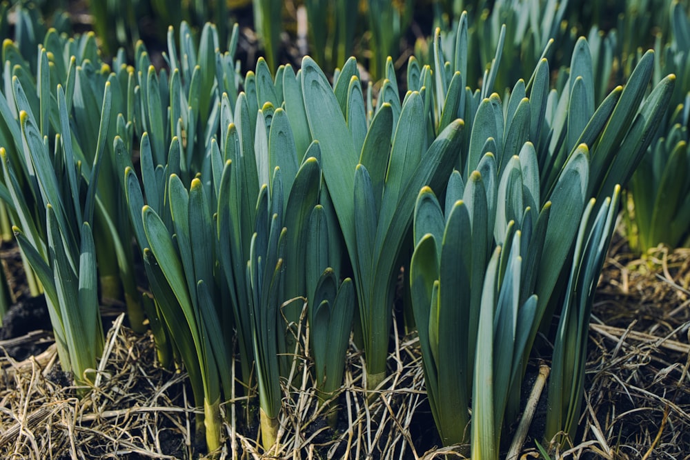 a group of green plants growing in a field