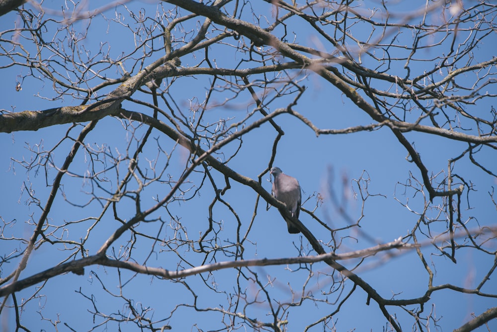 a bird sitting on a branch of a tree