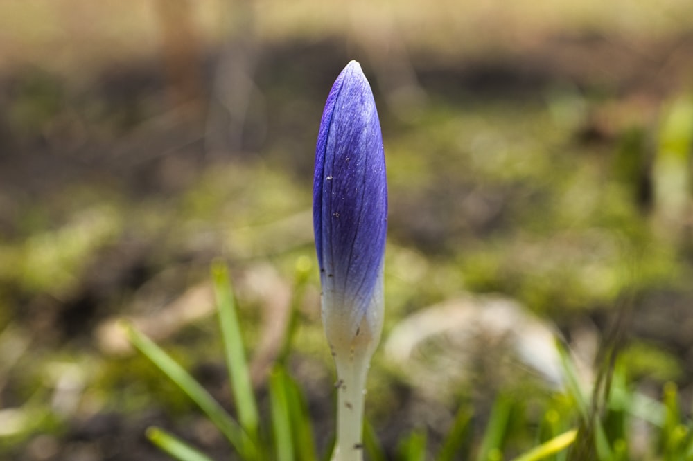 a blue flower is growing in the grass