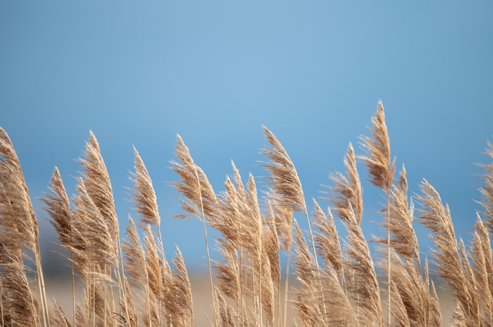 a bunch of brown grass blowing in the wind