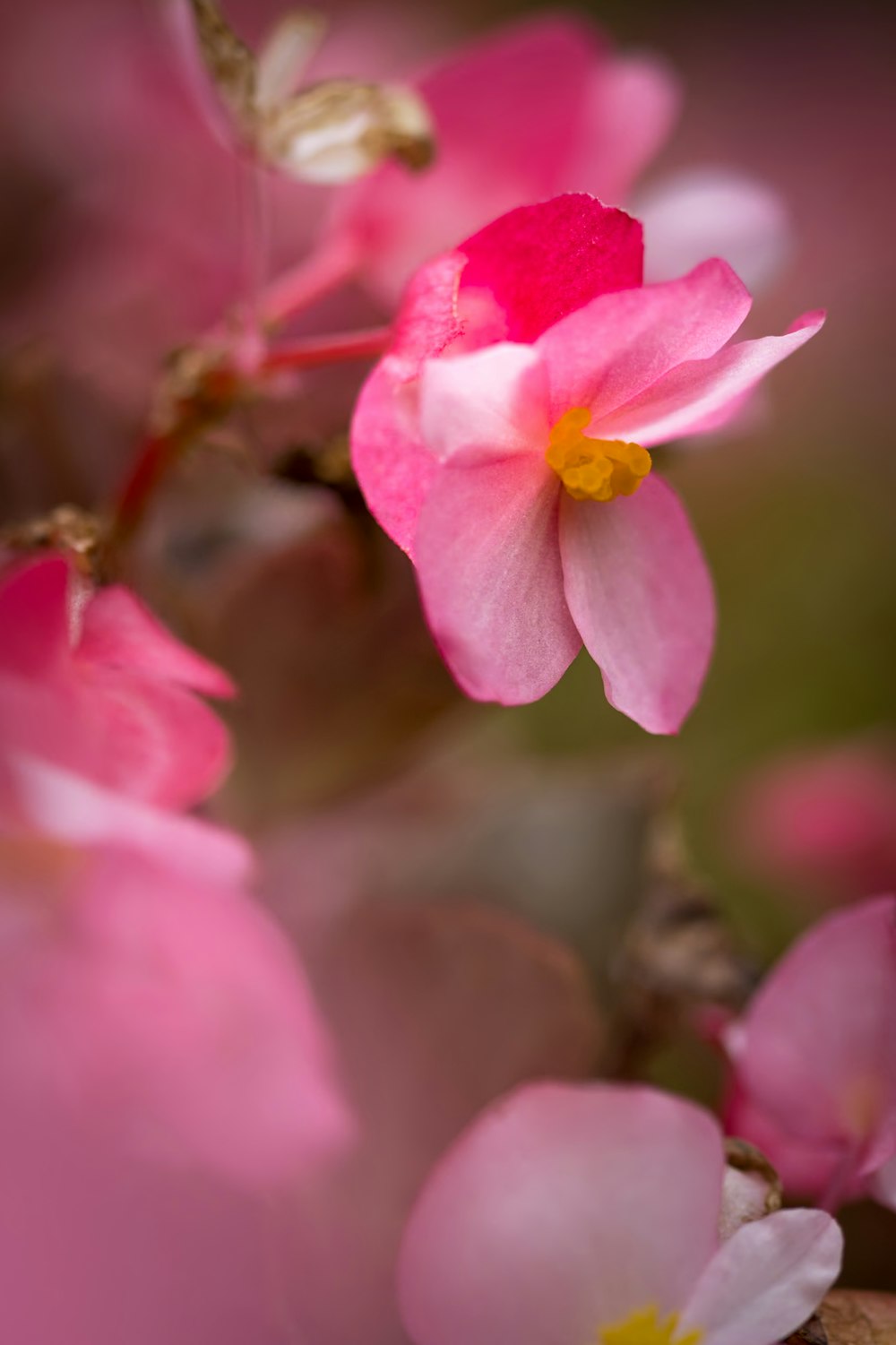 a close up of a pink flower on a branch