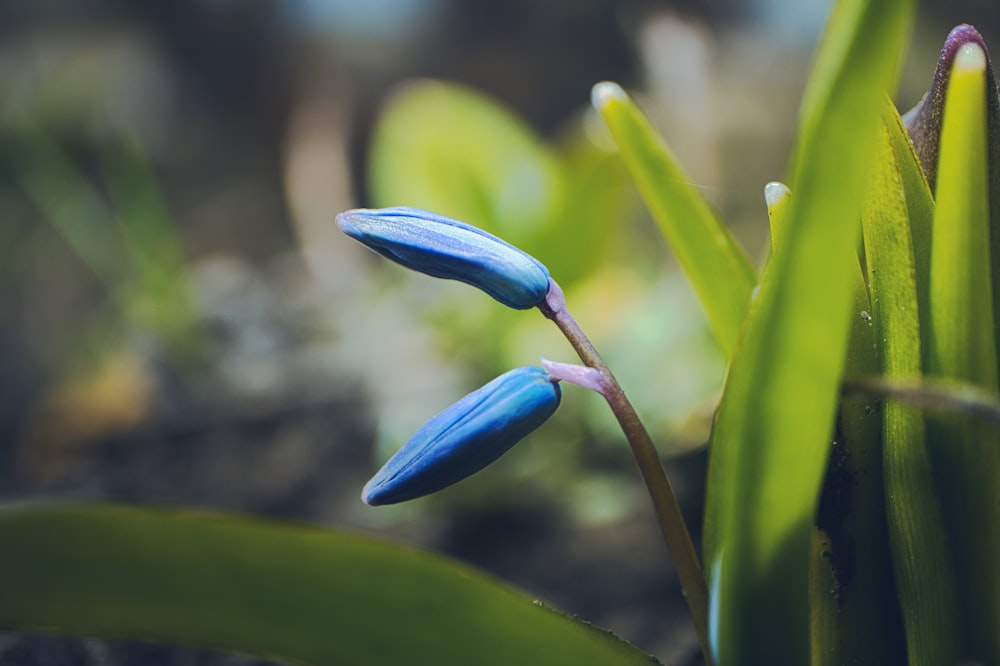 a close up of a blue flower on a plant