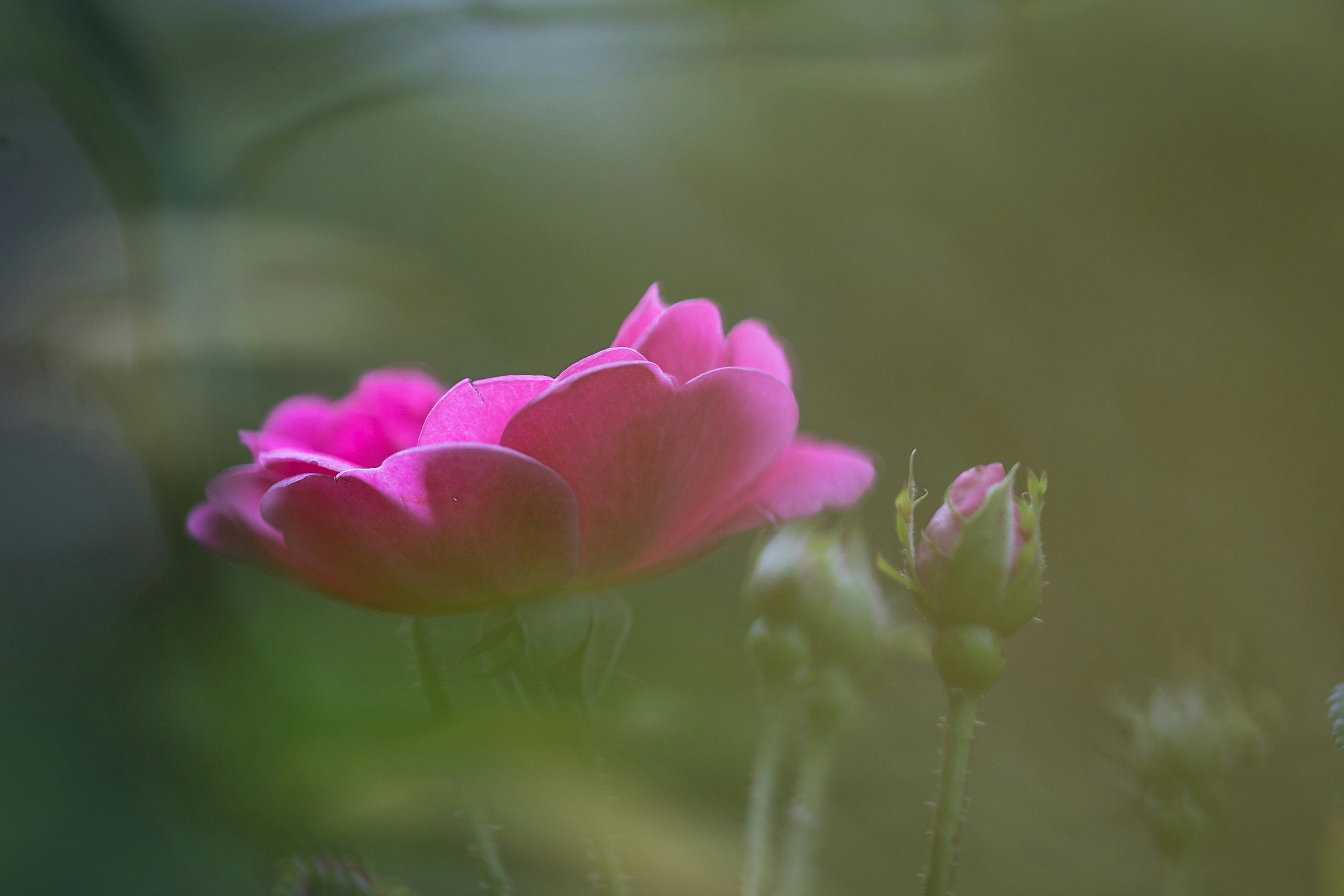 Photo by bruno_macroshots