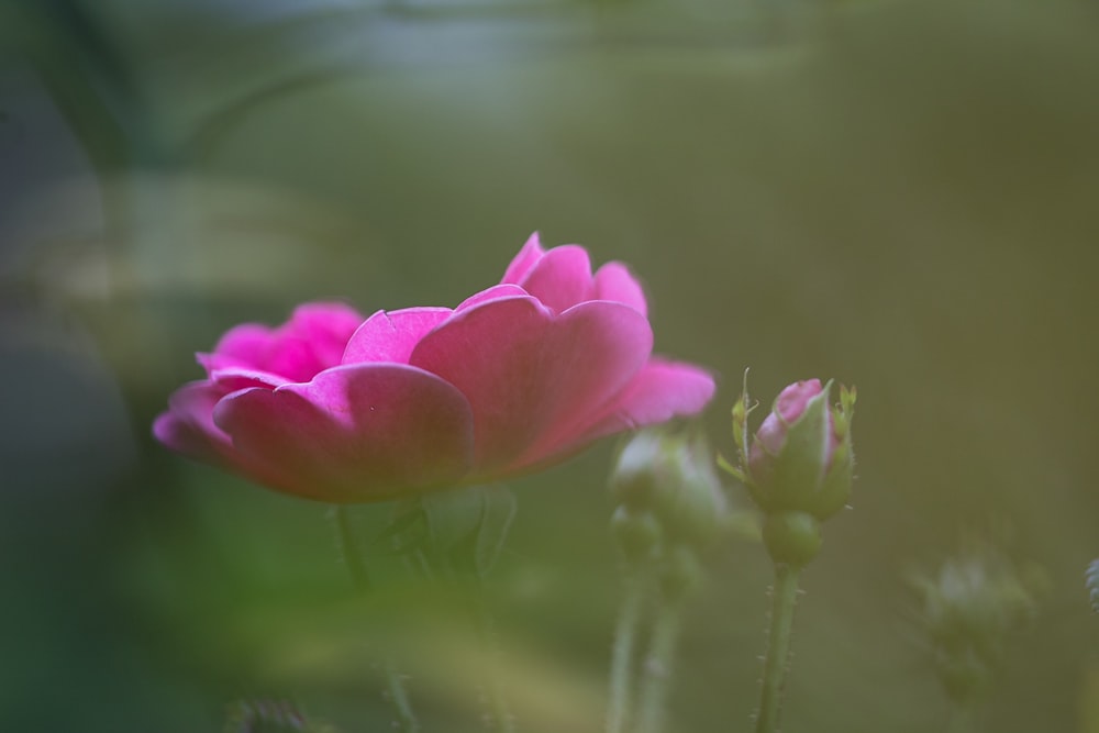 a close up of a pink flower with a blurry background