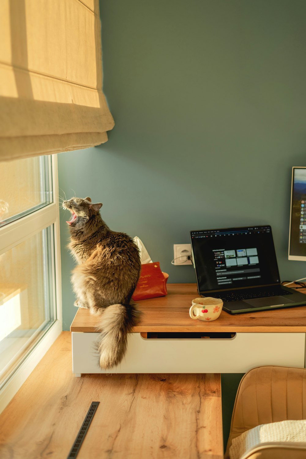 a cat sitting on top of a desk next to a laptop computer
