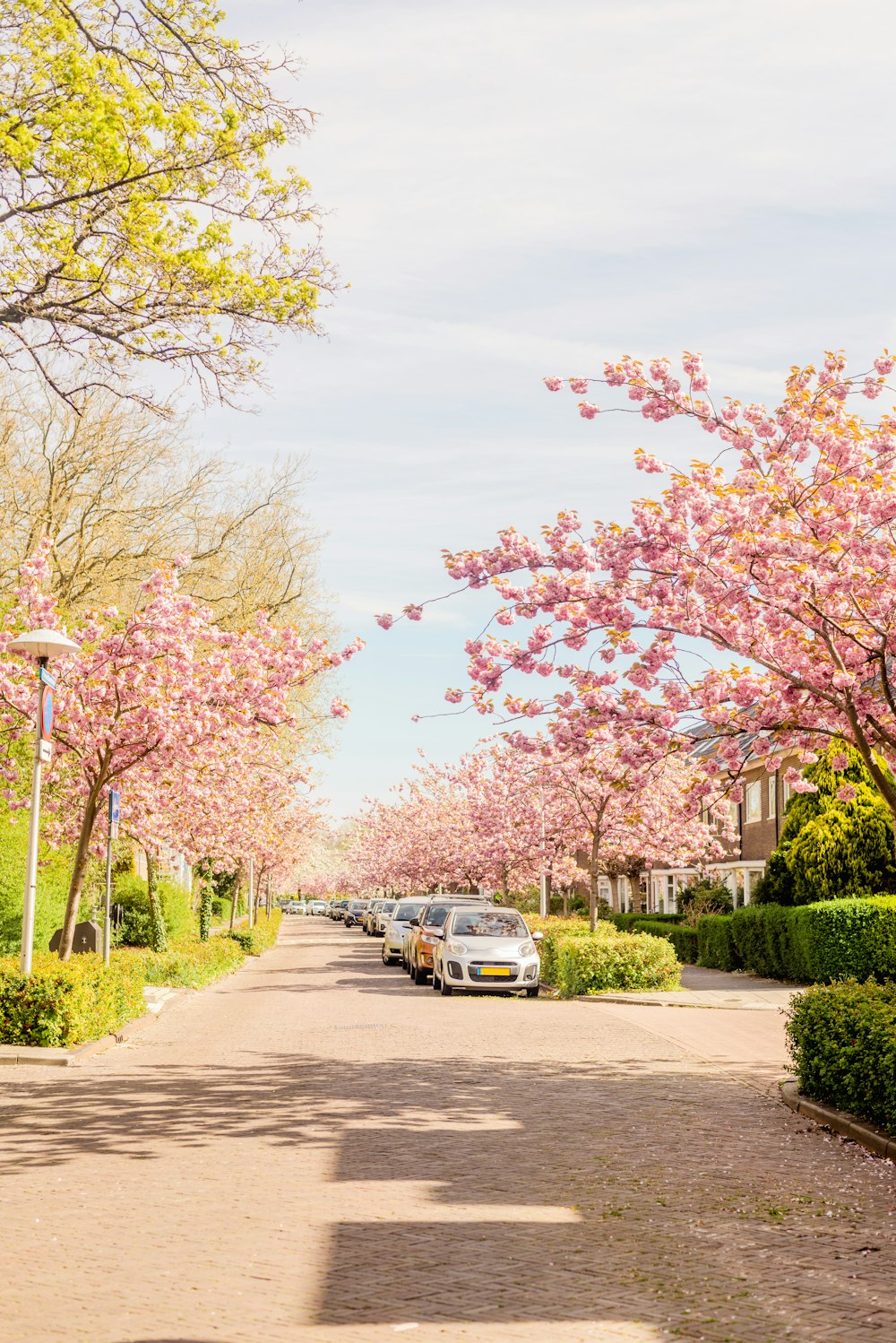 cars parked on the side of a road lined with trees