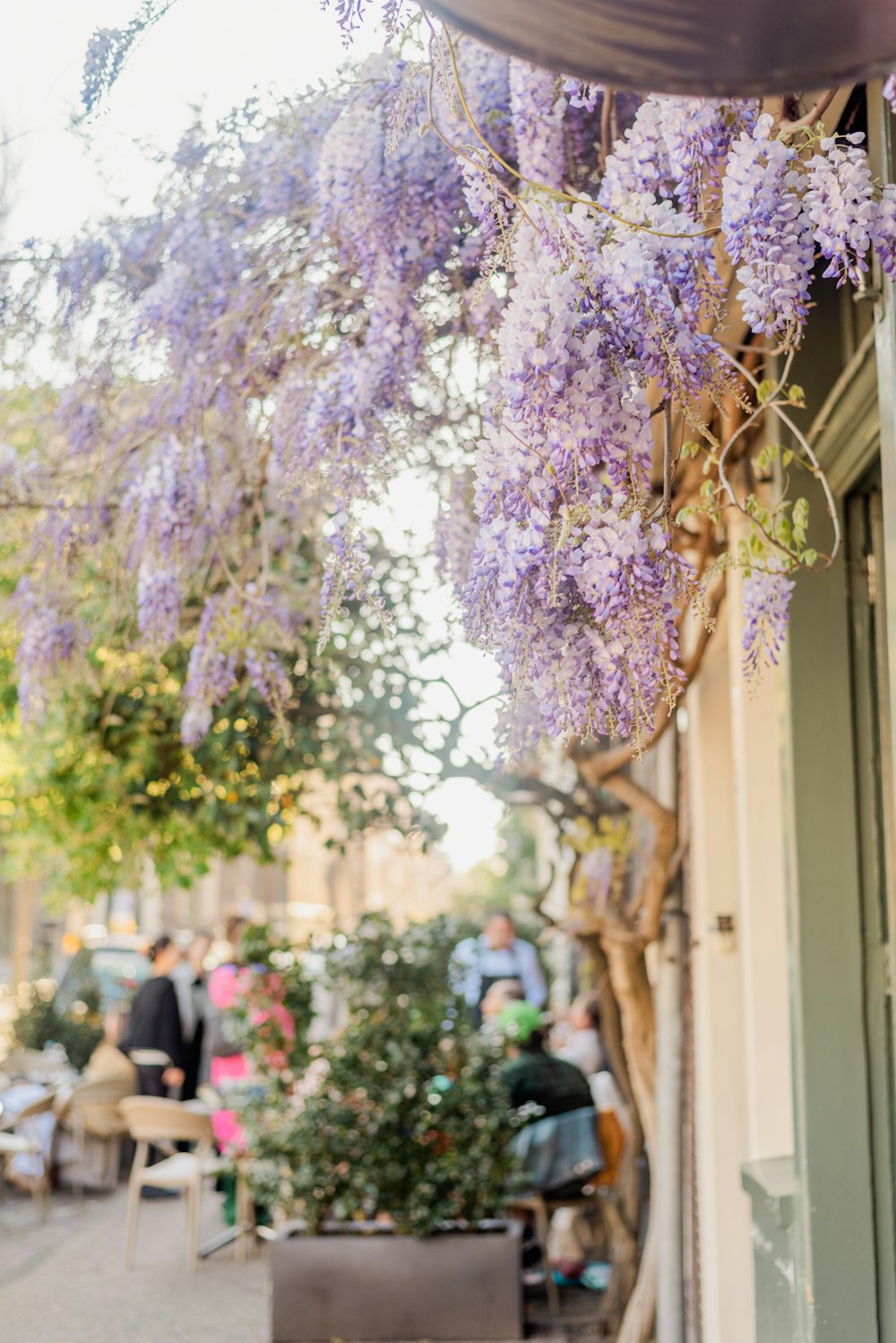 a bunch of purple flowers hanging from the side of a building