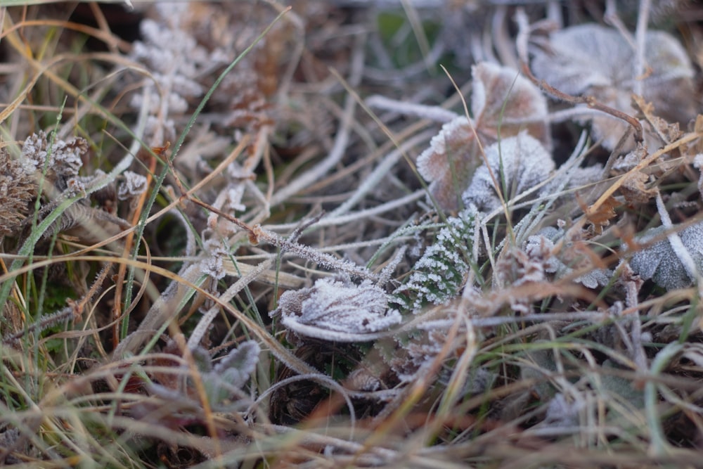 a close up of a grass covered in frost