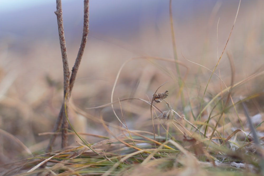 a close up of a small plant in a field