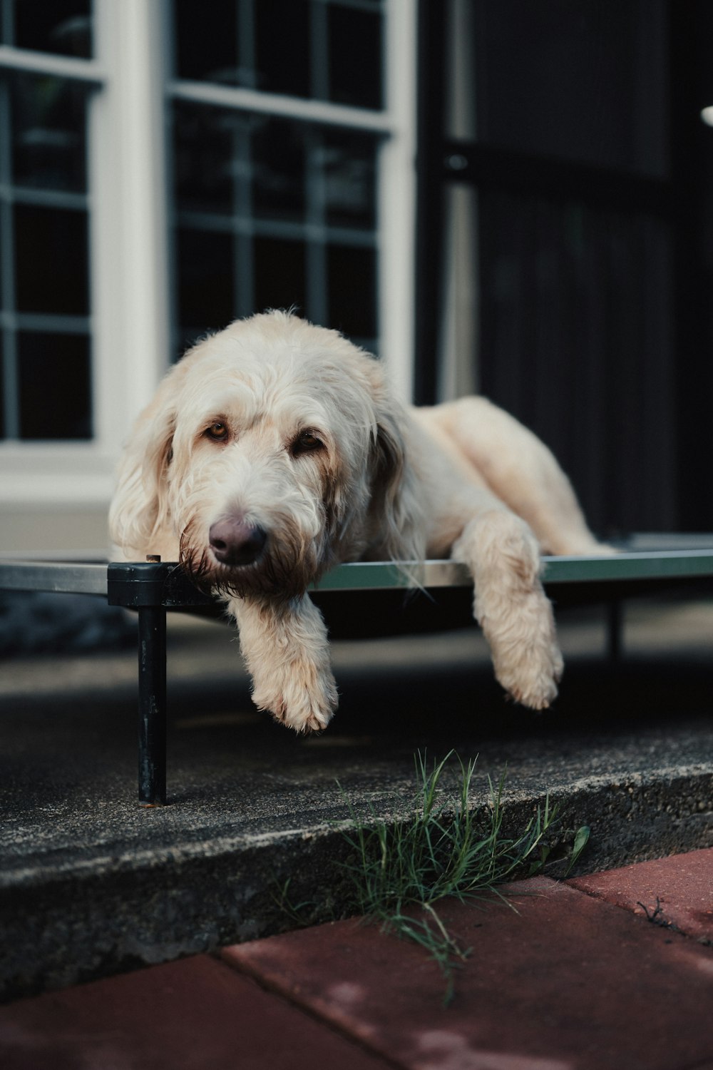 a white dog laying on top of a metal rail