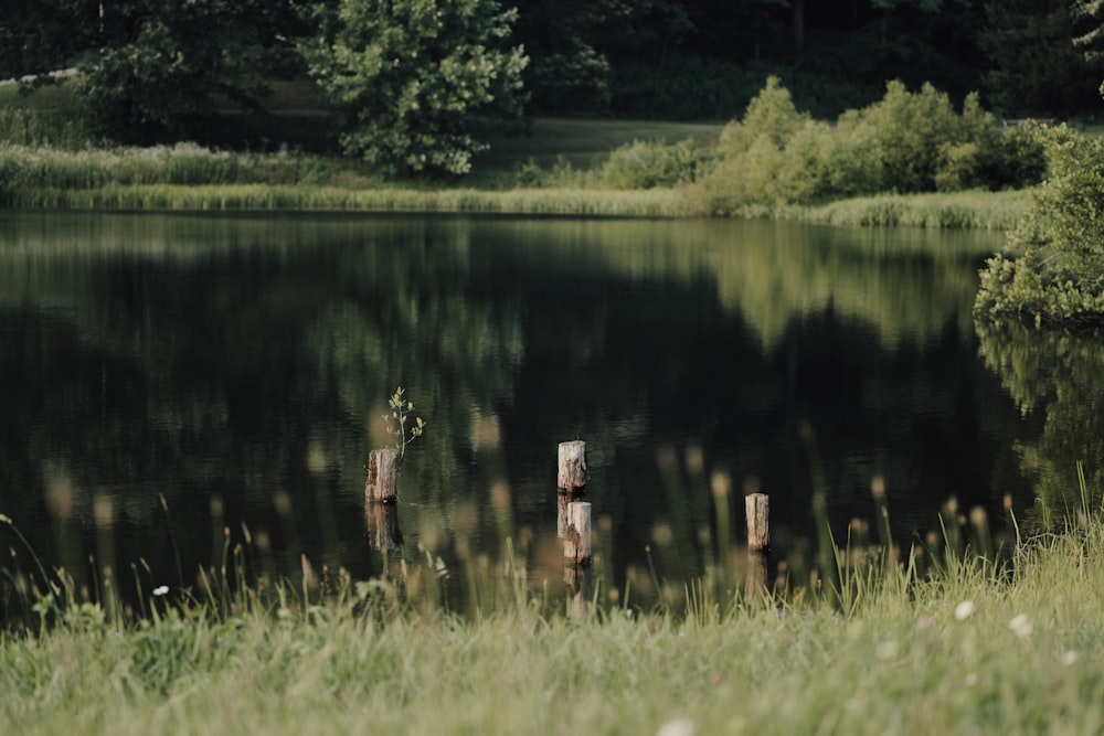 a body of water sitting next to a lush green forest