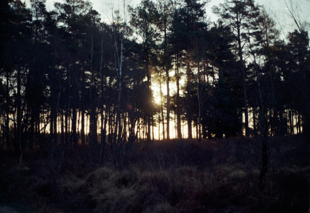 the sun is shining through the trees in the woods