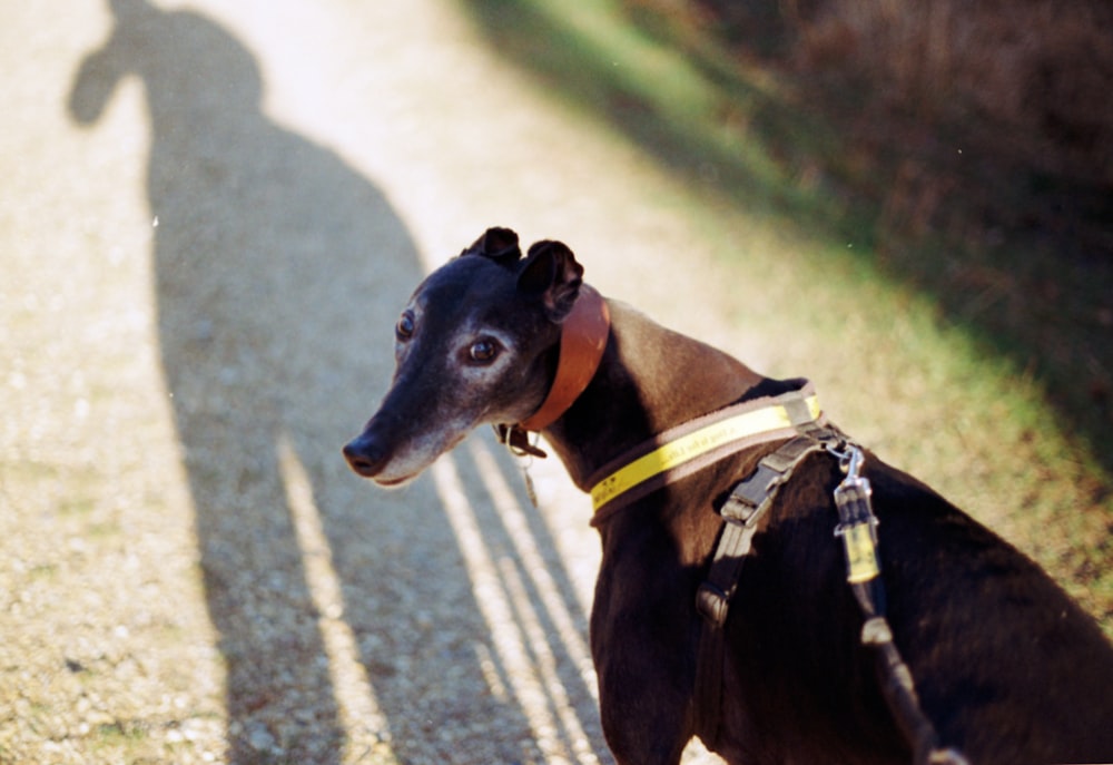 a black dog with a yellow collar standing on a dirt road