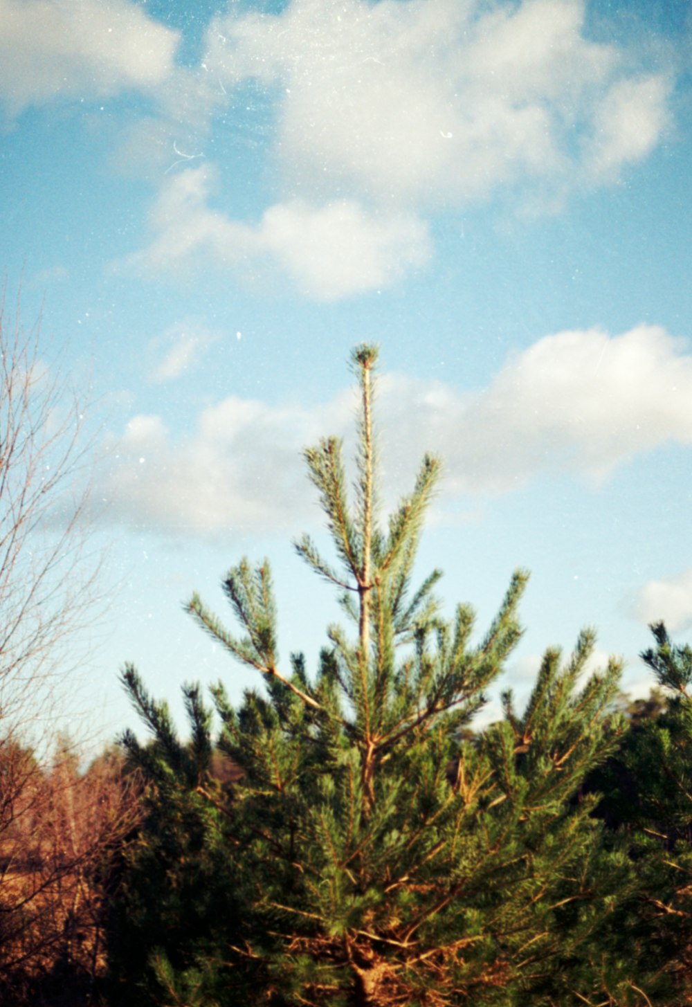a small pine tree in the middle of a field