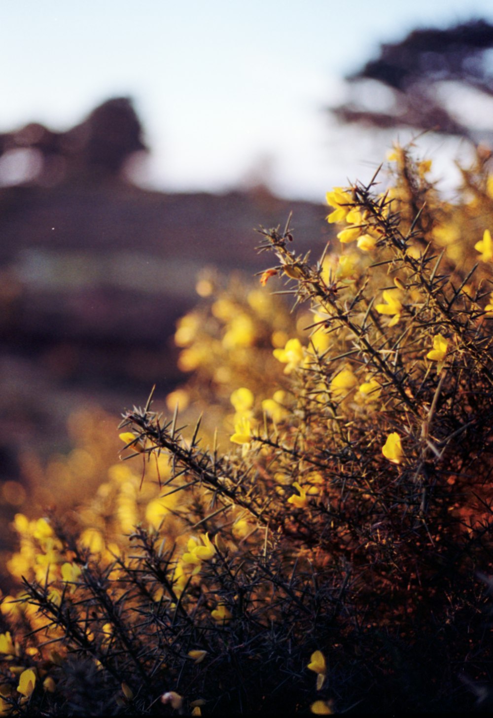 a bush with yellow flowers in the foreground