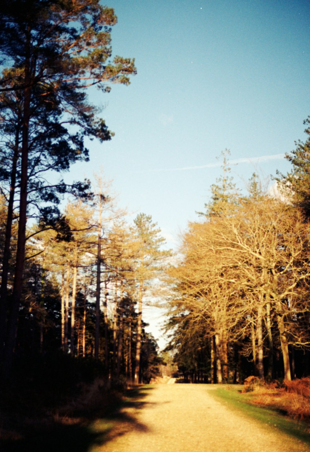 Uma estrada de terra no meio de uma floresta