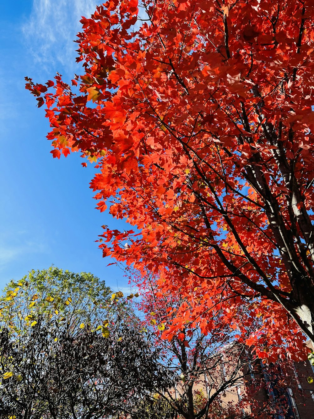 a tree with red leaves and a blue sky in the background