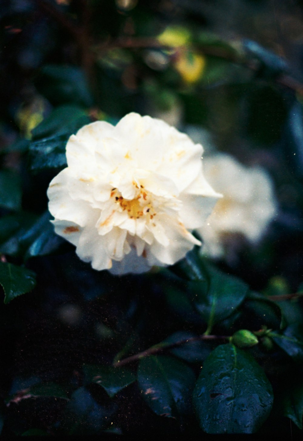 a white flower with green leaves around it