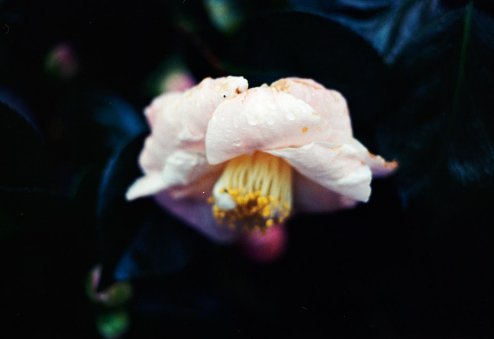 a close up of a flower on a black background