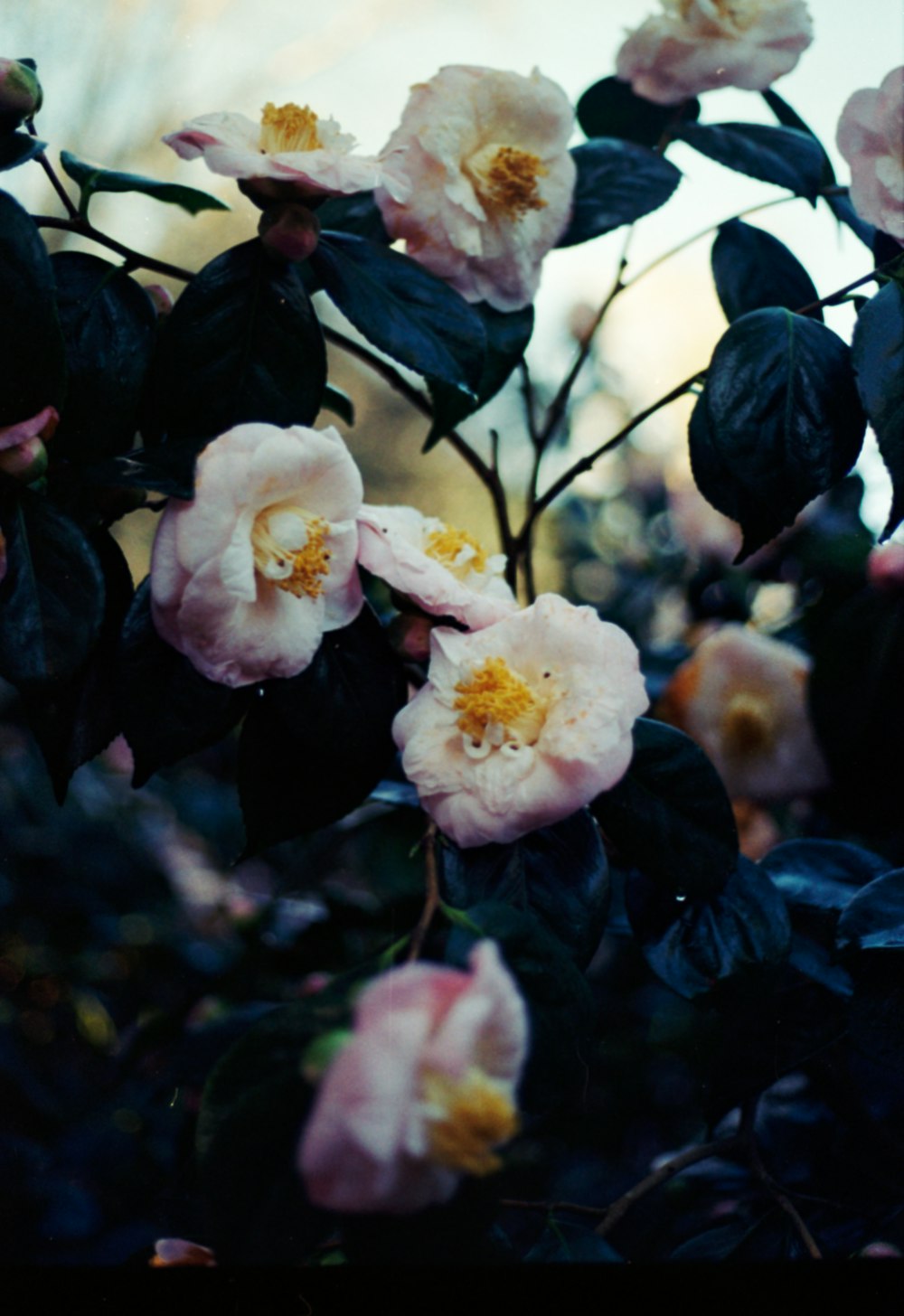 a bunch of flowers that are on a bush