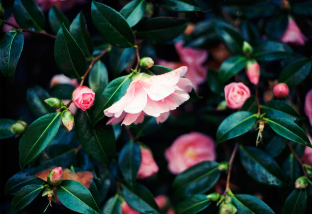 a close up of a pink flower on a bush