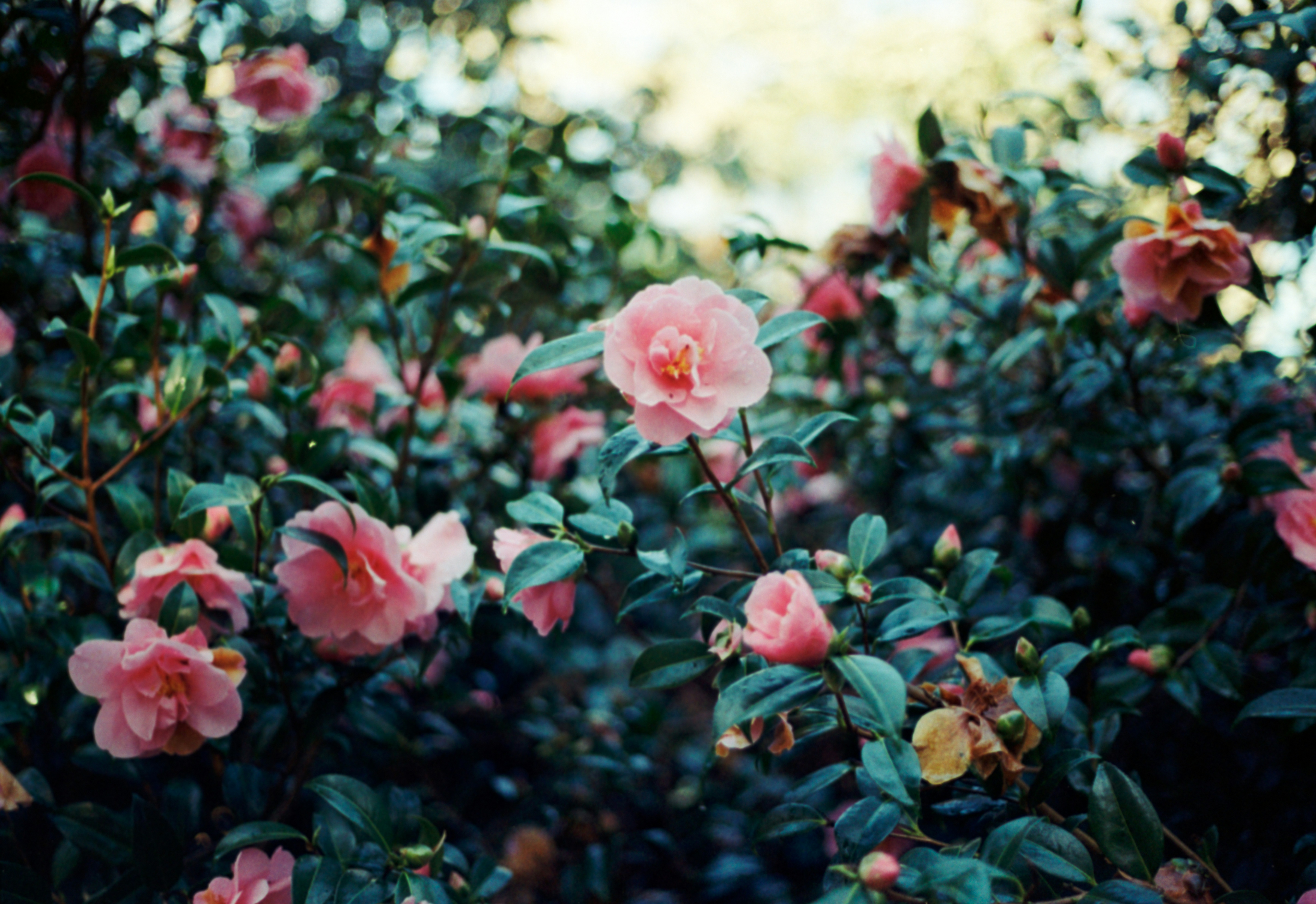 Photo by anniespratt