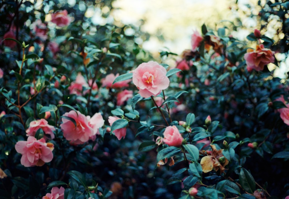 a bush of pink flowers with green leaves