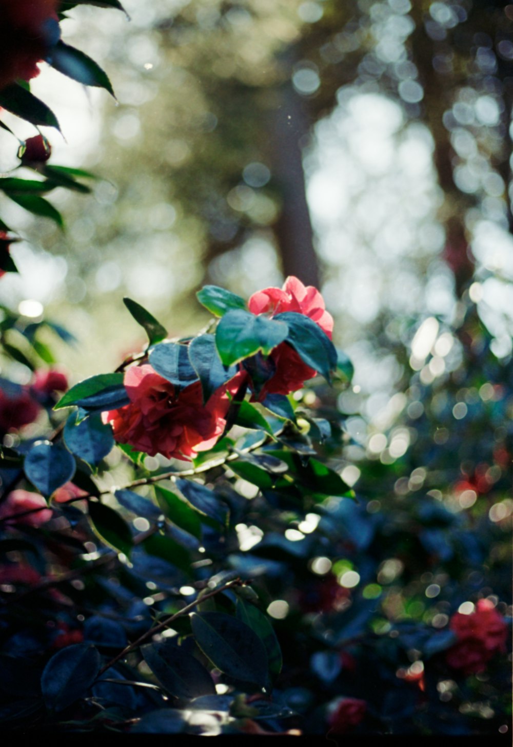 a bunch of flowers that are on a bush