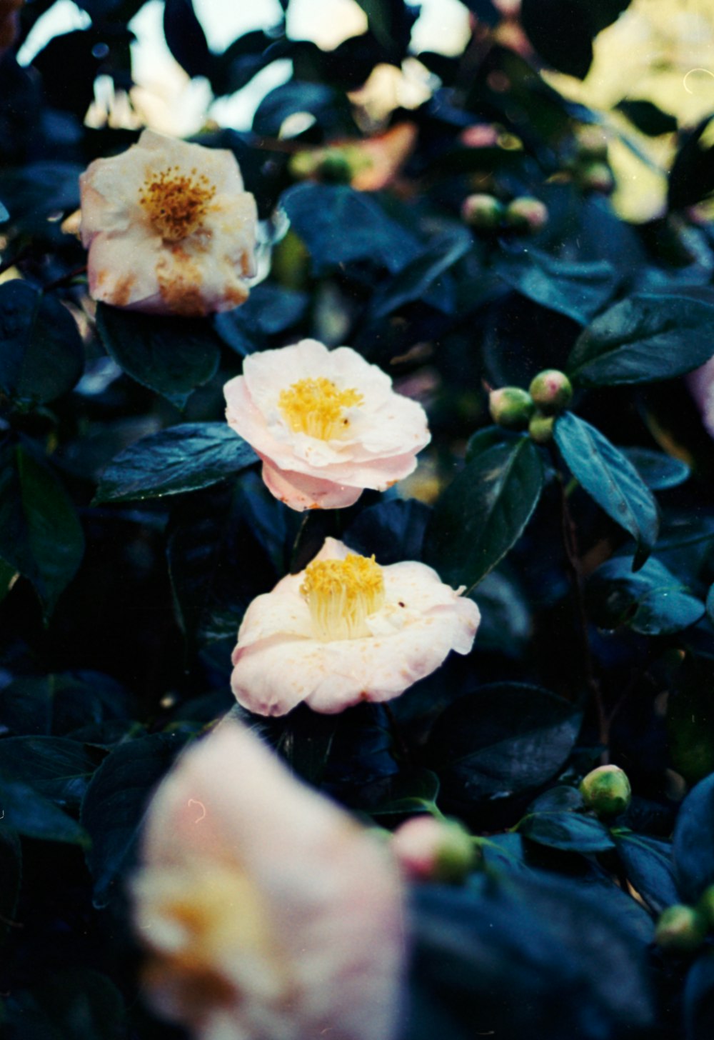 ein Blumenstrauß, der an einem Strauch hängt