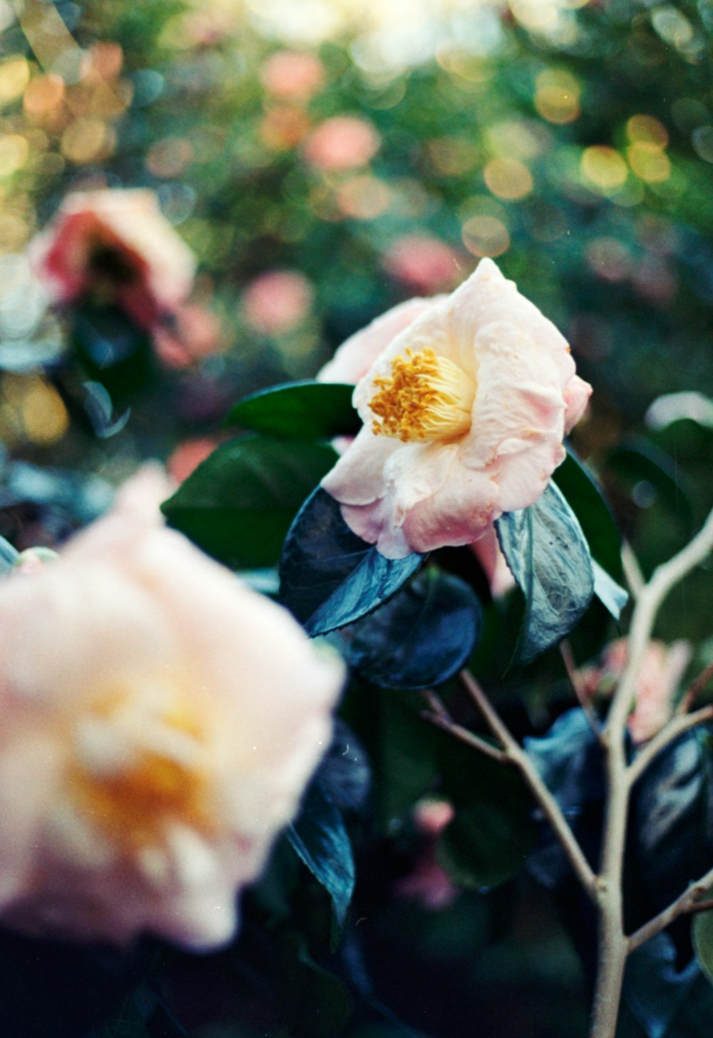 a close up of a flower on a tree