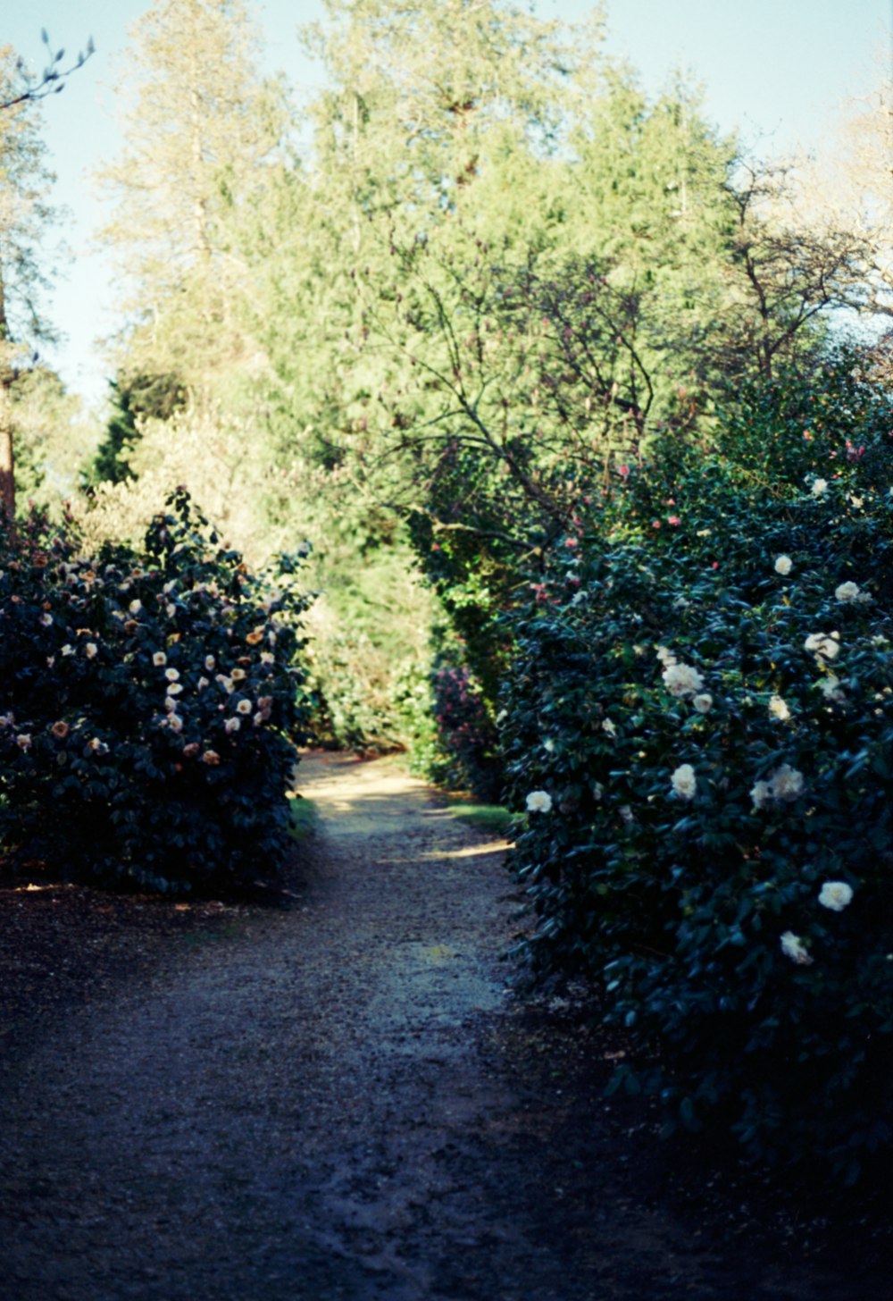 un chemin à travers un jardin avec des fleurs blanches