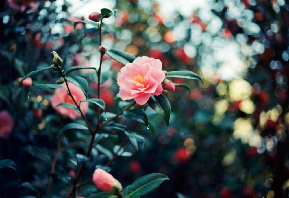 a pink flower is blooming on a bush