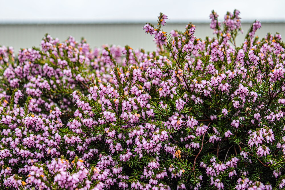 a bush with purple flowers in front of a building